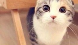 小猫可以吃酥瓜吗视频,猫咪的新宠？揭秘小猫能否享用酥瓜