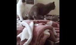 小八吃瓜视频在线观看,带你领略网络热点的魅力瞬间