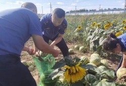 乌海市吃瓜事件视频曝光,视频曝光引发社会热议