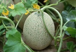 大嘴吃哈密瓜视频大全集,趣味横生的美食盛宴