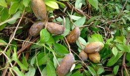 八月瓜头怎么吃才好吃视频,视频教你轻松解锁最佳食用方法