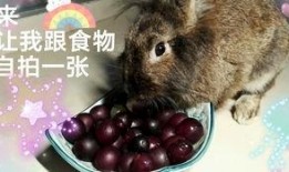 吃瓜小兔特效怎么弄的视频,吃瓜小兔特效制作全攻略