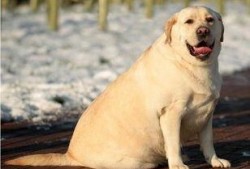 狗咬人吃瓜拉布拉多视频,吃瓜群众围观现场