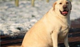 狗咬人吃瓜拉布拉多视频,吃瓜群众围观现场