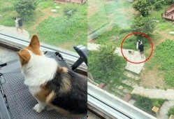 吃瓜群众的狗视频,吃瓜群众狗视频走红网络