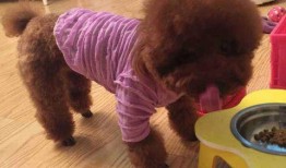 泰迪犬吃哈密瓜视频,与哈密瓜的甜蜜邂逅