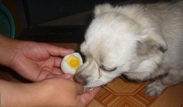 狗可以吃茭瓜鸡蛋吗视频,狗狗的健康美食探索