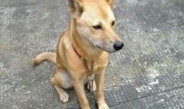 土狗可以吃佛手瓜吗视频