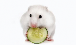 带你吃瓜仓鼠视频大全集,带你吃瓜仓鼠视频大全集精彩回顾