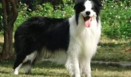 边牧犬可以吃哈密瓜嘛视频,边牧犬食用哈密瓜的安全性探讨