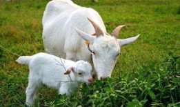 羊能天天吃生瓜吗视频,生瓜真的天天可食吗？