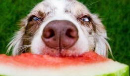 狗打架吃瓜视频大全集下载