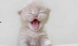 猫咪可以吃棚瓜嘛视频