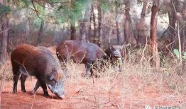 野猪吃红瓜视频大全播放,视频大全引网友热议