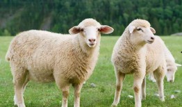 羊能天天吃生瓜吗视频,生瓜真的天天可食吗？