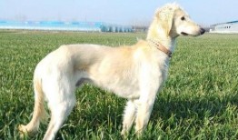 细狗程女士吃瓜视频,揭秘娱乐圈幕后真相