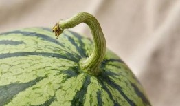 上海外地人吃瓜视频,一场跨地域的美食文化碰撞