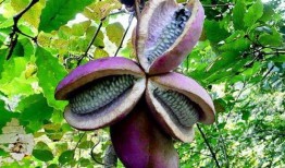 老汉吃八月瓜视频,一段乡村田园的甜蜜记忆