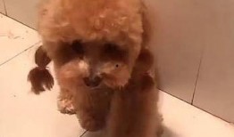 泰迪犬吃哈密瓜视频,与哈密瓜的甜蜜邂逅