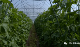 西昌吃瓜 视频,揭秘当地特色美食背后的故事