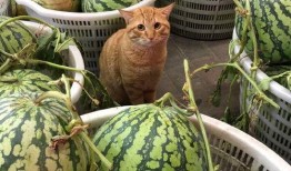 在哪看西昌吃瓜视频啊,观看指南大揭秘！