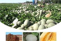 长清吃瓜群众视频,揭秘社区热点事件背后的真相