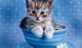 小猫可以吃酥瓜吗视频,猫咪的新宠？揭秘小猫能否享用酥瓜