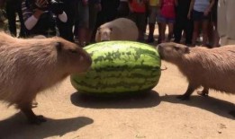 水豚吃瓜视频大全,萌态百出视频大全