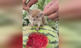 抓地虎吃瓜视频,揭秘网络红人的幕后故事