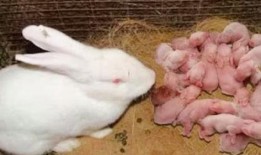 祈福兔兔吃瓜视频大全集