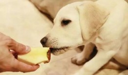 主人喂狗吃瓜视频片段,主人喂狗吃瓜温馨瞬间