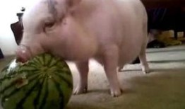 沙瓜是给猪吃的嘛视频讲解,猪的美食还是人类的佳肴？