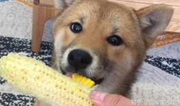 幼犬可以吃生瓜吗视频教程,视频教程揭秘营养与注意事项