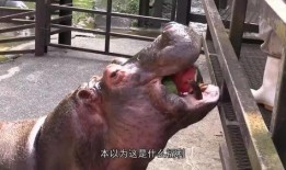 三个马吃瓜视频