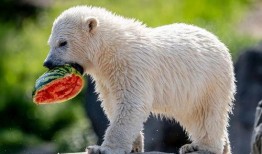 小动物吃瓜视频