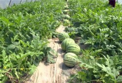 西昌吃瓜最新事件视频,视频揭秘背后的惊人真相