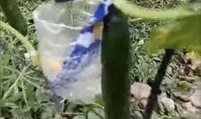 临沂订婚吃瓜事件视频,一场视频引发的婚约争议