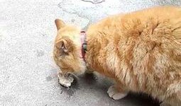 小猫咪可以吃籽瓜吗视频,籽瓜的适宜性探讨