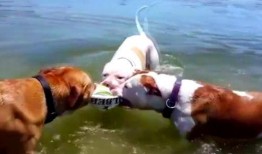 狗吃瓜被打死视频,狗狗误食瓜果不幸离世，警示宠物安全