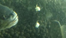 带你吃瓜捕鱼视频,带你领略“带你吃瓜捕鱼”视频的独特魅力