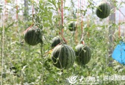 睢宁网红吃瓜事件视频