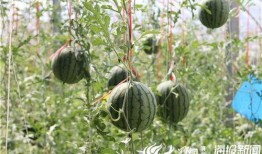 睢宁网红吃瓜事件视频