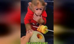 猴哥饿了吃哈密瓜视频在线观看,哈密瓜盛宴在线直播