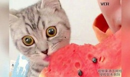 两只小猫吃瓜视频,欢乐吃瓜瞬间