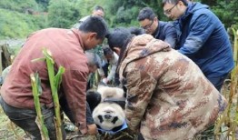 峨边县吃瓜事件真相视频,真相视频曝光背后的真相