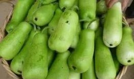 吃葫芦瓜原视频,原视频揭秘烹饪秘诀