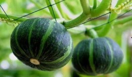 通盛吃瓜视频,一场网络热议的幕后真相