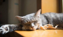 猫吃白兰瓜有事吗视频播放,趣味视频引发网友热议