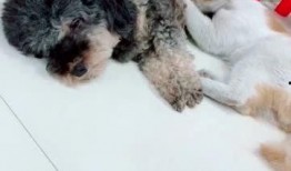 奶蜜瓜狗狗可以吃吗视频,宠物健康与美味兼顾