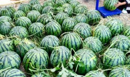 拉瓜适宜什么人群吃呢视频,营养丰富的健康食品，适合哪些人群食用？